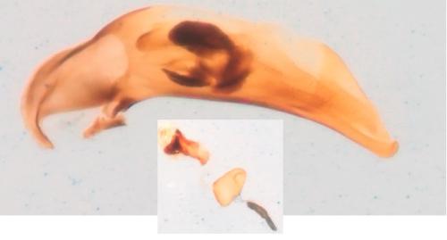 Réf. 305 616 : Asaphidion curtum
